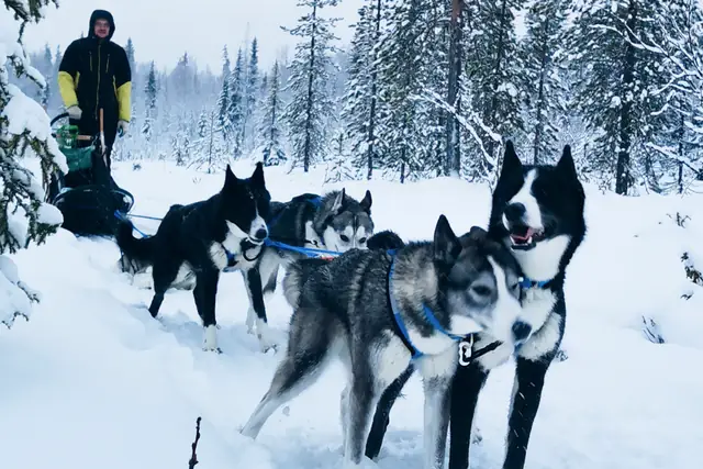 Murmansk Oblast Husky Farm