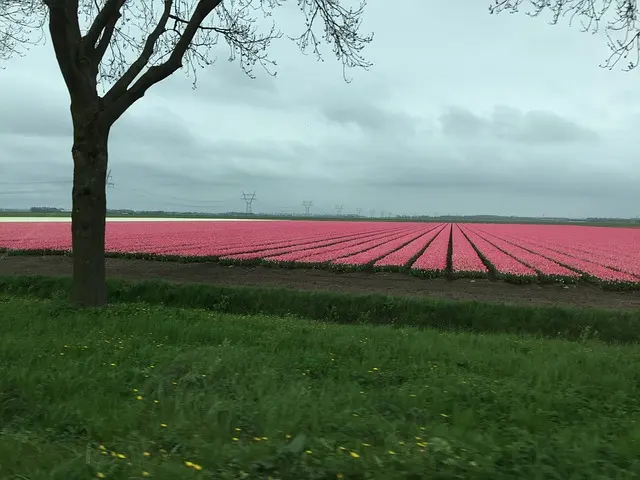 เที่ยวดมทิวลิป ณ สวนเคอเคนฮอฟ (Keukenhof ) เนเธอร์แลนด์