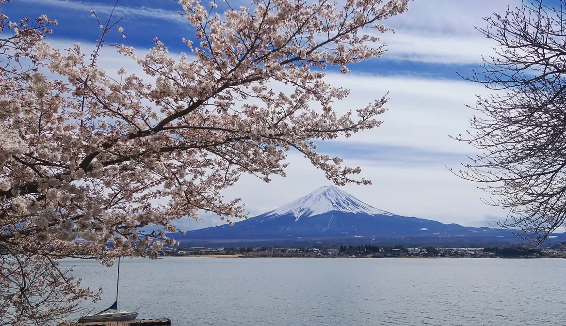 เดือนกันยายนเริ่มเข้าฤดูใบไม้ร่วง ชมต้นโคเชียเปลี่ยนสี Narita - Kawaguchiko - Ibaraki-ken - Odaiba - Tokyo ภาพ 2
