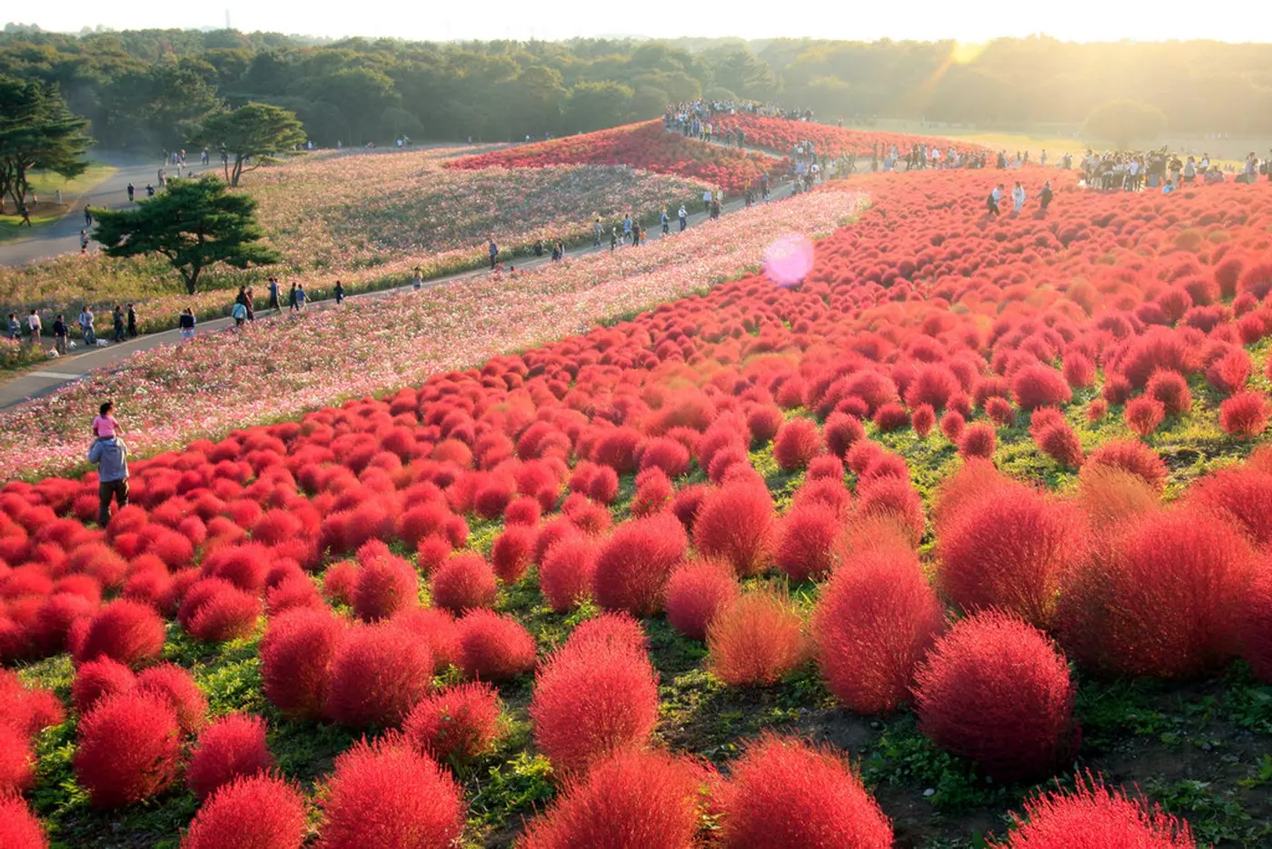 เดือนกันยายนเริ่มเข้าฤดูใบไม้ร่วง ชมต้นโคเชียเปลี่ยนสี Narita - Kawaguchiko - Ibaraki-ken - Odaiba - Tokyo ภาพ 3
