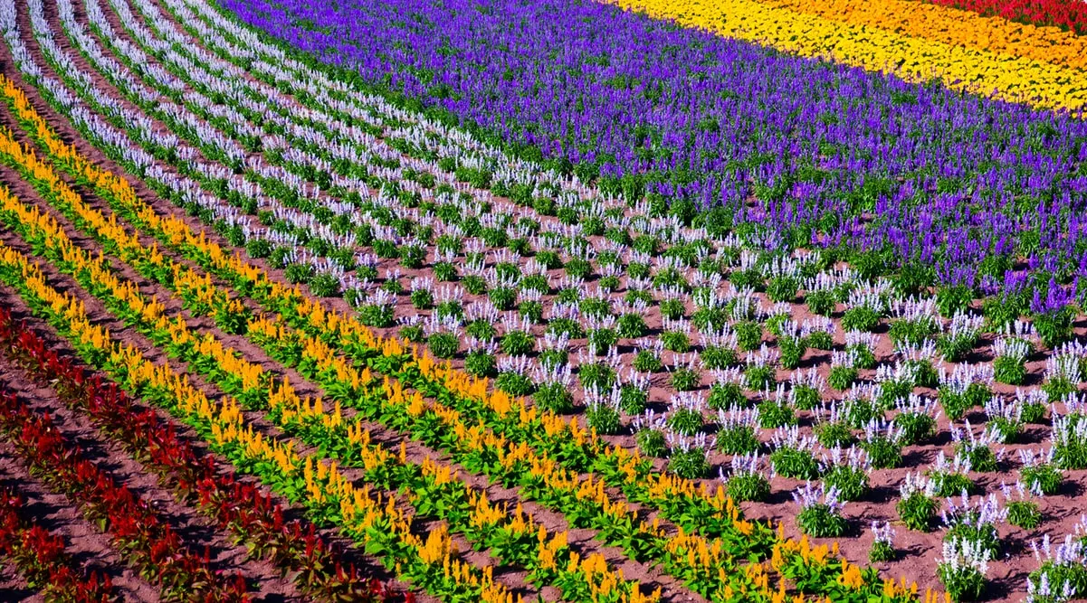 เดือนตุลาคม ตระการตากับใบไม้เปลี่ยนสีทั่วฮอกไกโด Otaru – Furano – Sapporo – Noboribetsu - Jozankei Onsen ภาพ 2