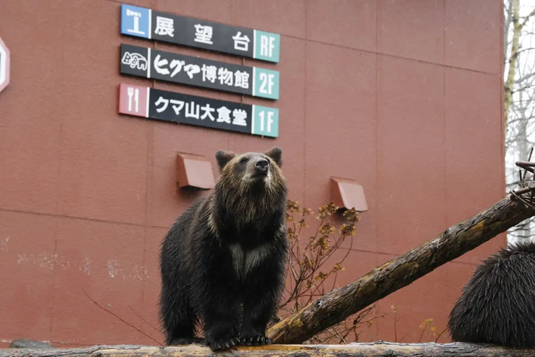 เดือนตุลาคม ตระการตากับใบไม้เปลี่ยนสีทั่วฮอกไกโด Otaru – Furano – Sapporo – Noboribetsu - Jozankei Onsen ภาพ 5