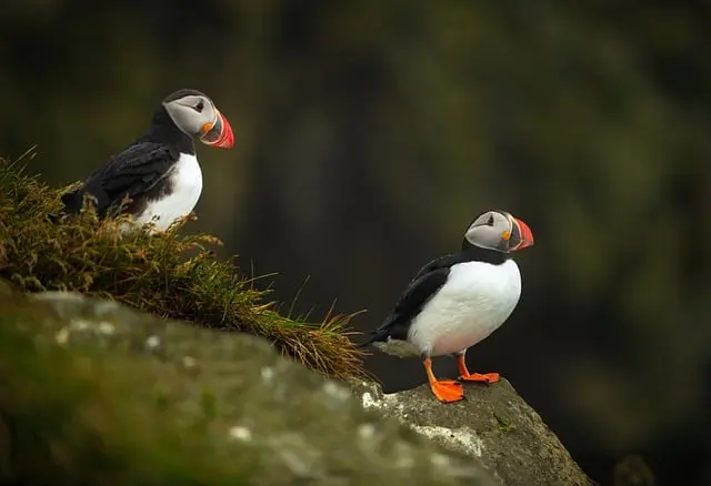แนะนำกิจกรรมไม่ควรพลาด ชมนกพัฟฟิน (Puffin) ที่ไอซ์แลนด์