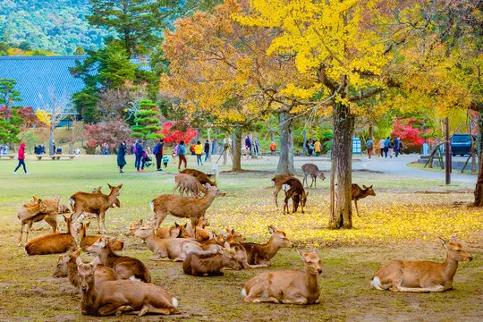 ทัวร์ญี่ปุ่นส่วนตัว สัมผัสมนต์เสน่ห์ใบไม้เปลี่ยนสี โตเกียว-โอซาก้า ภาพ 6