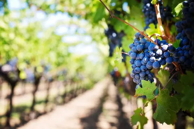 หริ่นแนะนำเที่ยว Douro Valley ปรเทศโปรตุเกส