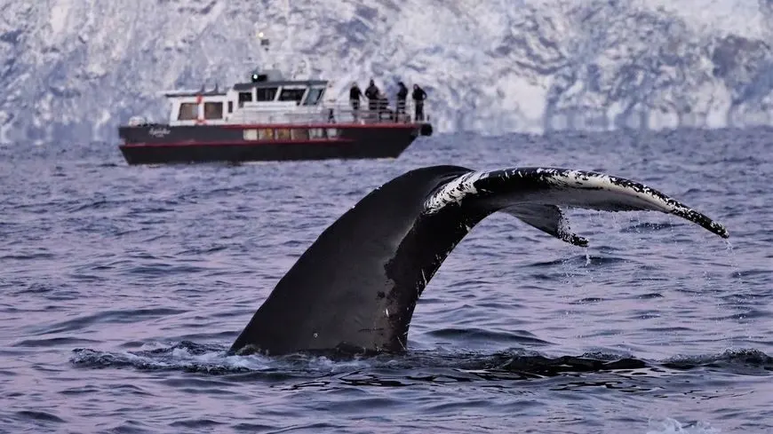 ล่องเรือชมวาฬ Personal Whale Safari เรือ MS Sylvkallen จากทรอมโซ