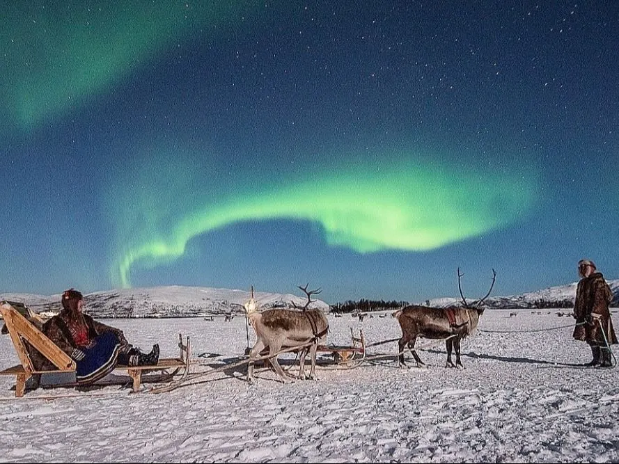 นั่งเลื่อนกวางเรนเดียร์รอบค่ำ Evening Reindeer Sledding and Sámi Dinner