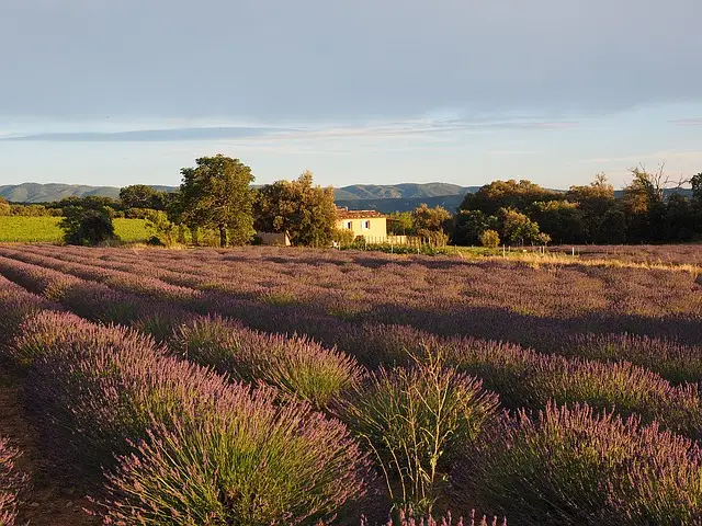 ฝรั่งเศสใต้ แคว้นโพรวองส์ (South France - Provence)