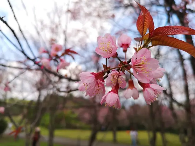 ທົວສ່ວນຕົວຢີ່ປຸ່ນ JPN038 ຊົມທຳມະຊາດຊາກຸຣະ ແລະ ປາກປ່ອງພູເຂົາໄຟ See You Again
