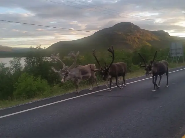 มินิบัสเหมาคันชมฟยอร์ดและสัตว์ป่าหน้าร้อน Minibus Tour: Fjords and Wildlife