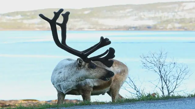 ทริปส่วนตัวรอบเกาะควาลอยยา Arctic Road Trip – Private Trip กลุ่ม 1-6 คน