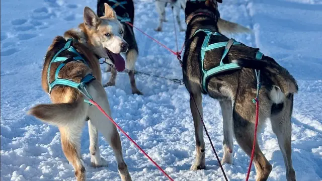 เลื่อนสุนัขเต็มวันริมทะเลสาบ Dog Sledding Day Trip ที่ Jægervatnet