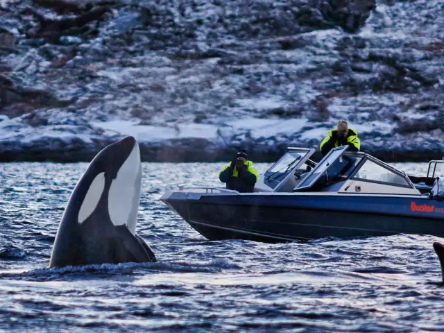 ชมวาฬด้วยเรือ RIB ที่สเกียร์วอย RIB-boat Whale Watching in Skjervøy จากทรอมโซ