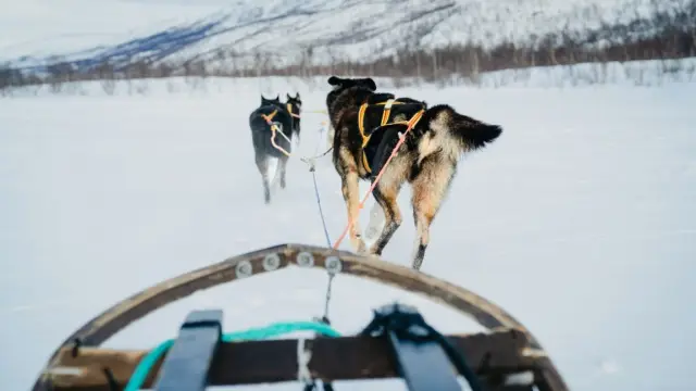 ขับเลื่อนฮัสกี้เอง Dog Sledding หุบเขา Skibotn รอบเช้า จากทรอมโซ