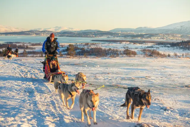 ขับเลื่อนสุนัขฮัสกี้เอง Self-Drive Dog Sledding ใกล้ทรอมโซ