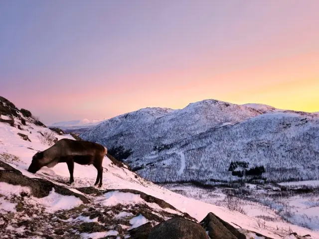 เดินลุยหิมะด้วยสโนว์ชู Snowshoe Hike ทรอมโซ รอบเช้าหรือค่ำ