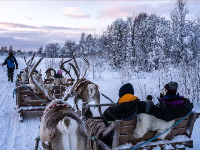 นั่งเลื่อนเรนเดียร์ ให้อาหาร และวัฒนธรรมซามี รอบบ่าย Reindeer Sledding Afternoon