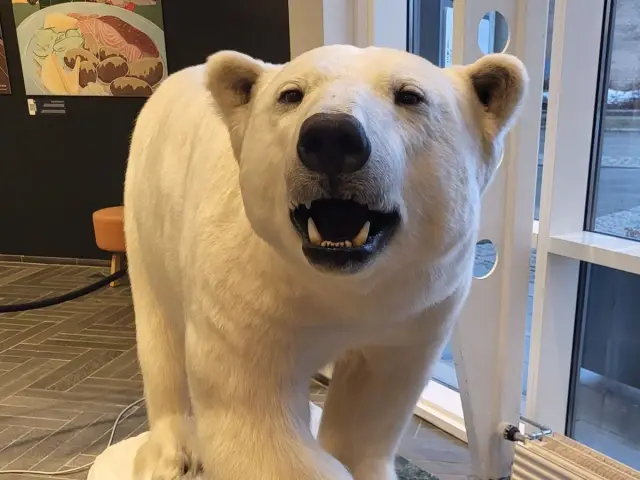 เดินตามรอยหมีขั้วโลก Polar Bear Walk รวม Polaria และ Polar Museum