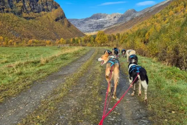 เลื่อนสุนัขแบบรถล้อ Dog Sledding with Wagon on Kvaløya เฉพาะเดือนตุลาคม