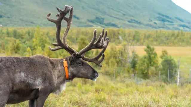 ให้อาหารเรนเดียร์และวัฒนธรรมซามี รอบเช้าเดือนตุลาคม Reindeer Feeding Autumn Morning