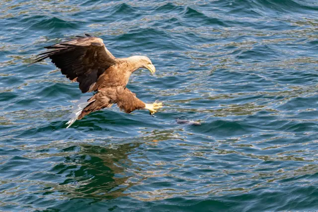 ล่องฟยอร์ดและตกปลากับเรือ Capella Fjord & Fishing Cruise สู่ Ryøya และ Ramfjord