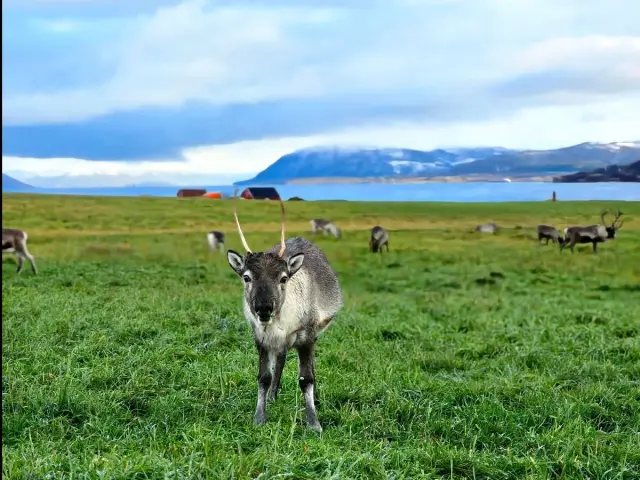เที่ยว Sommarøy และ Kvaløya กลุ่มเล็ก ชมฟยอร์ด หาดขาว พร้อมมื้อกลางวัน