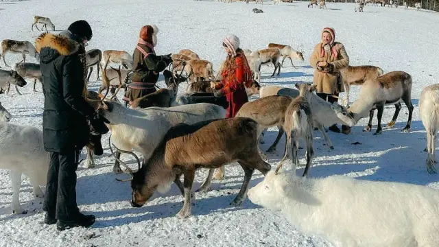 เยี่ยมแคมป์ครอบครัวซามีที่ Lavangsdalen Sami Camp Visit and Reindeer Experience