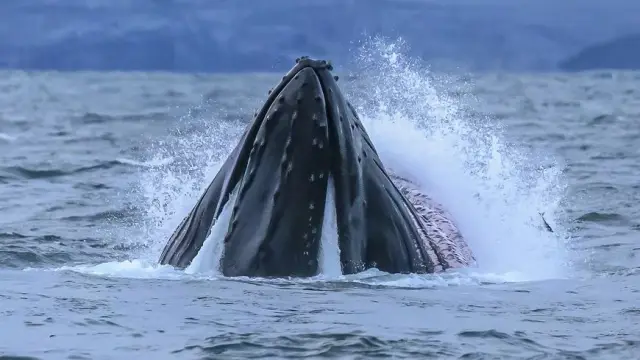 ล่องเรือชมวาฬ Personal Whale Safari เรือ MS Sylvkallen จากทรอมโซ