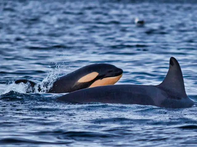 ชมวาฬด้วยเรือ RIB ที่สเกียร์วอย RIB-boat Whale Watching in Skjervøy จากทรอมโซ