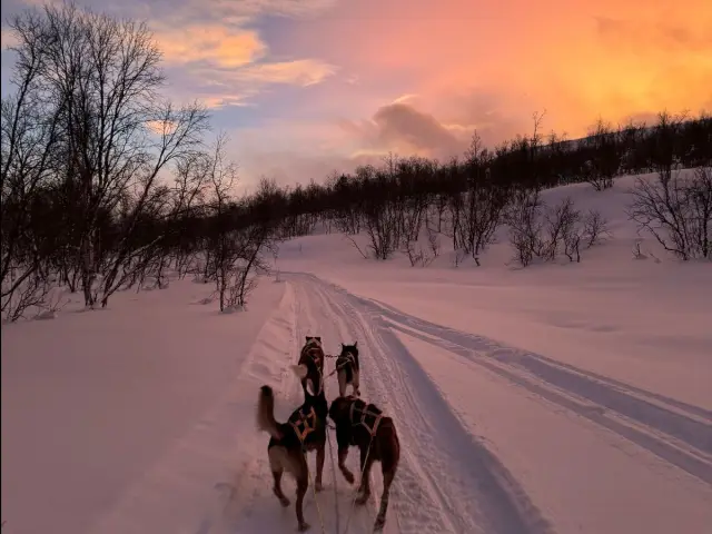 ขับเลื่อนสุนัขรอบบ่าย Dog Sledding in Skibotn Valley - Afternoon จากทรอมโซ