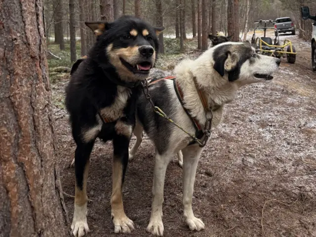 ฮัสกี้ลากรถล้อ Dog Sledding on Wheels หุบเขา Skibotn ช่วงก่อนหิมะ