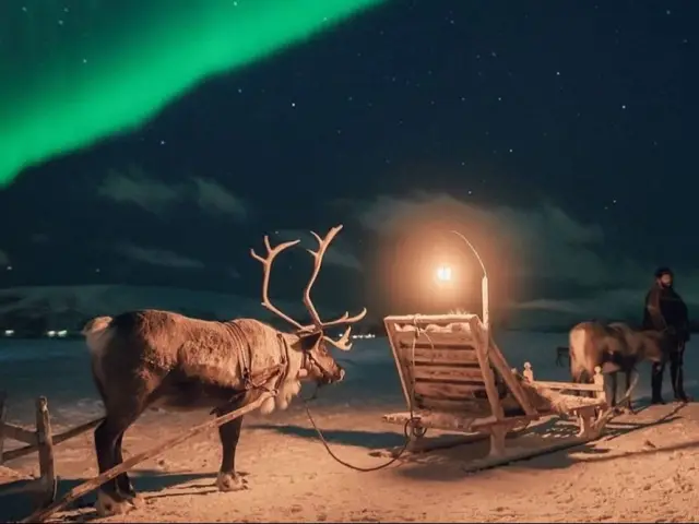 นั่งเลื่อนกวางเรนเดียร์รอบค่ำ Evening Reindeer Sledding and Sámi Dinner
