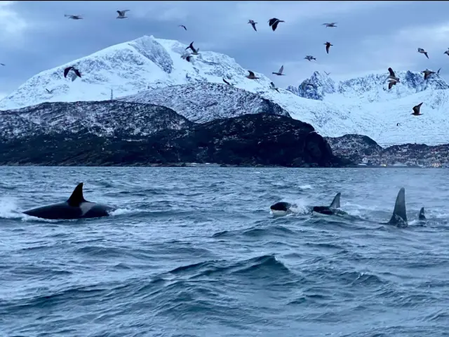ล่าวาฬด้วยเรือเร็ว RIB Whale Safari จาก Skjervøy กลุ่มเล็ก