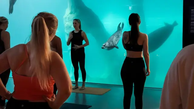 โยคะใต้บ่อแมวน้ำ Arctic Yoga at Polaria ทรอมโซ ทุกเช้าวันจันทร์