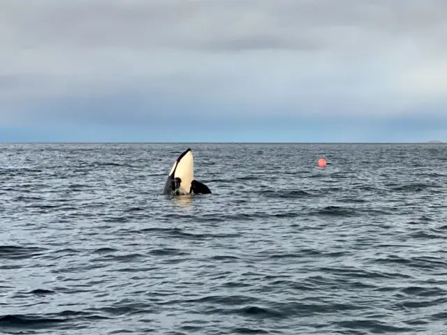 ล่าวาฬด้วยเรือเร็ว RIB Whale Safari จาก Skjervøy กลุ่มเล็ก