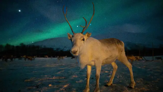 นั่งเลื่อนเรนเดียร์ยามค่ำ ลุ้นแสงเหนือ Reindeer Sledding Tromsø Lapland