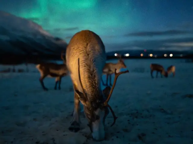 นั่งเลื่อนเรนเดียร์ยามค่ำ ลุ้นแสงเหนือ Reindeer Sledding Tromsø Lapland
