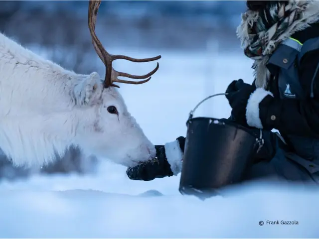 ป้อนเรนเดียร์ทัวร์สั้นช่วงสาย Reindeer Short Tour ที่ Breivikeidet