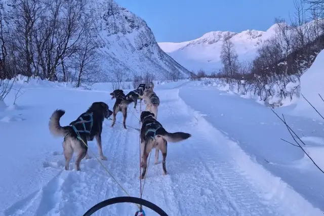 นั่งเลื่อนฮัสกี้กลุ่มเล็ก Dog Sledding บนเกาะ Kvaløya