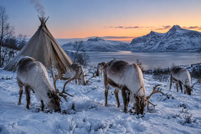 เยี่ยมแคมป์กวางเรนเดียร์ชาวซามีและตามล่าแสงเหนือ Sámi Reindeer Camp Visit & Northern Lights Chase