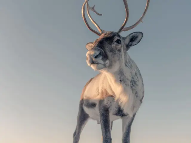 เดินลุยหิมะกับเรนเดียร์ Snowshoeing with Reindeer ป้อนอาหารและอาหารร้อนในกัมเม