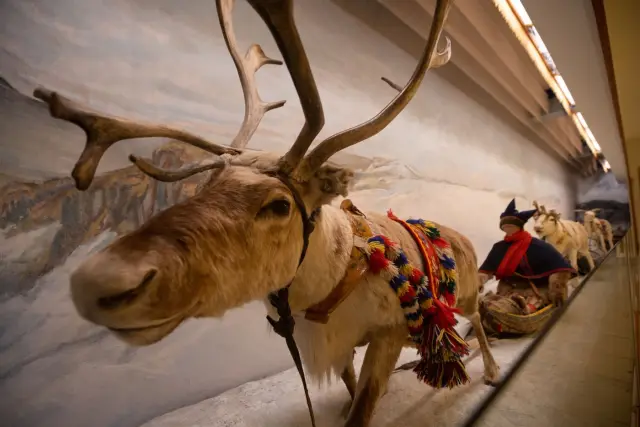 ชมนิทรรศการซามีกับผู้ประสานงาน Guided Tour of the Sámi Exhibitions พิพิธภัณฑ์มหาวิทยาลัย