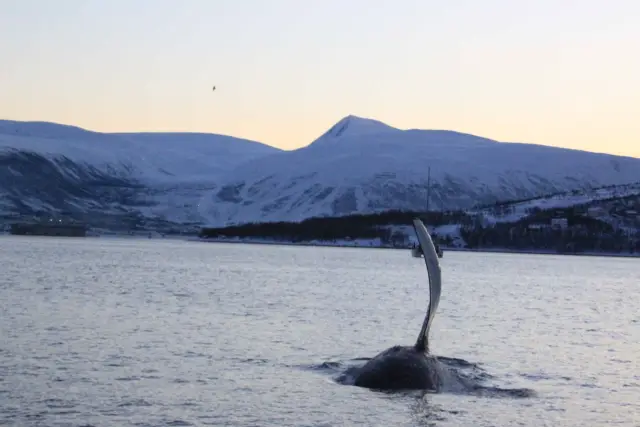 ล่องเรือชมวาฬ Polar Whale Safari แถบ Skjervøy จากทรอมโซ
