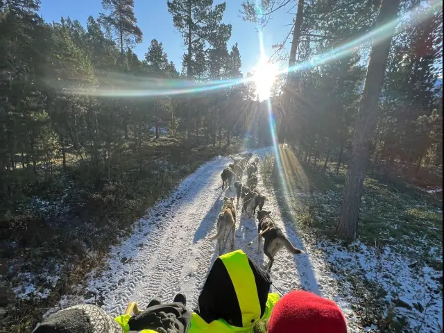 ฮัสกี้ลากรถล้อ Dog Sledding on Wheels หุบเขา Skibotn ช่วงก่อนหิมะ