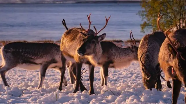 Arctic Fjord Tour ไป Sommarøy ทานอาหารนอร์เวย์จุดชมวิว