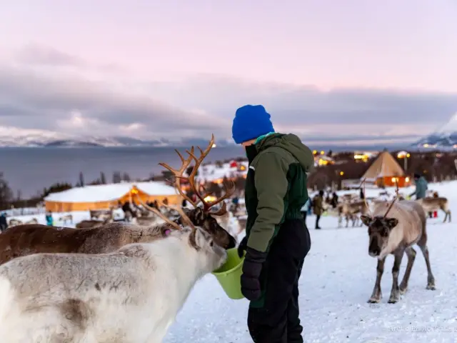 ป้อนอาหารเรนเดียร์ฝูง 300 ตัวและวัฒนธรรมซามี Reindeer Feeding ทรอมโซ