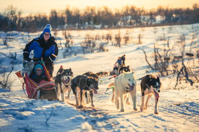 ขับเลื่อนสุนัขฮัสกี้เอง Self-Drive Dog Sledding ใกล้ทรอมโซ