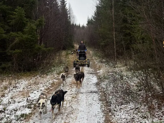 ฮัสกี้ลากรถล้อ Dog Sledding on Wheels หุบเขา Skibotn ช่วงก่อนหิมะ