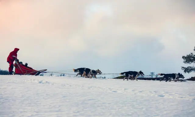 ขับเลื่อนสุนัขฮัสกี้เอง Self-Drive Dog Sledding ใกล้ทรอมโซ