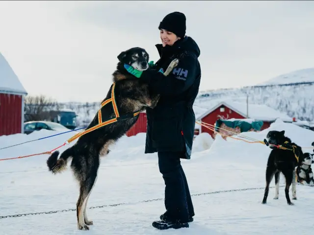 ขับเลื่อนฮัสกี้เอง Dog Sledding หุบเขา Skibotn รอบเช้า จากทรอมโซ